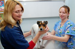 Dr. Lynn Sattesahn with dog